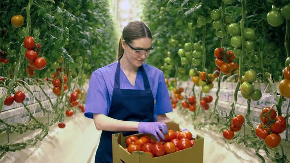 Happy Gardener Holds a Basket with Red Tomatoes. Agricultural Industry, Fresh Vegetables Concept. alt