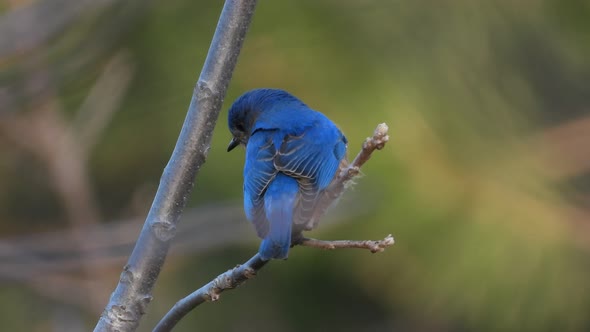 Blue Bird in closeup, stationary advice, poetic of a birds in blurred background alt
