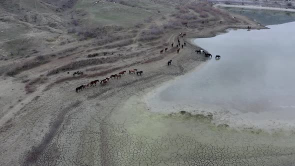 Aerial view herd of grazing horses go near lake Bugaz, drink water. Rural scene Crimea, Russia alt