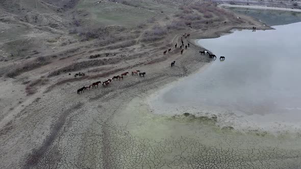 Aerial view herd of grazing horses go near lake Bugaz, drink water. Rural scene Crimea, Russia