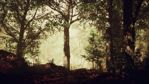 Magic Dark Summer Forest Scenery with Rays of Warm Light alt