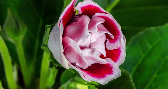 Detailed macro time lapse of a blooming red white rose flower