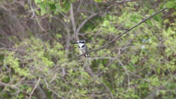 Pied kingfisher on a branch at Bao Bolong Wetland Reserve alt