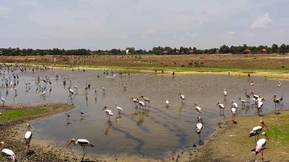 Birds in Their Natural Habitat alt