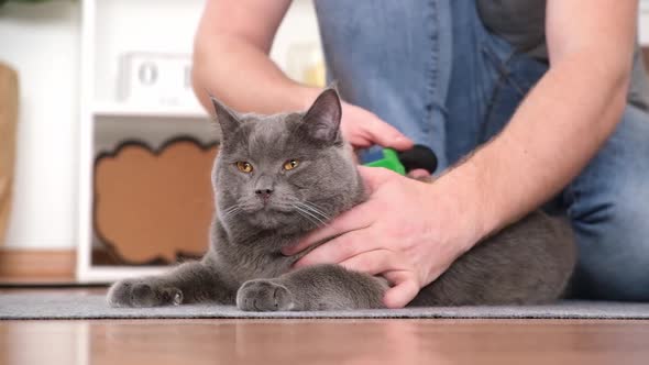 A Man Combs the Cat's Fur with Special Glove and Comb