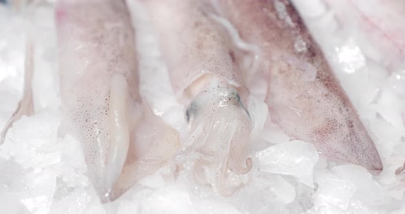 Squid Display On Crushed Ice At Fish Market