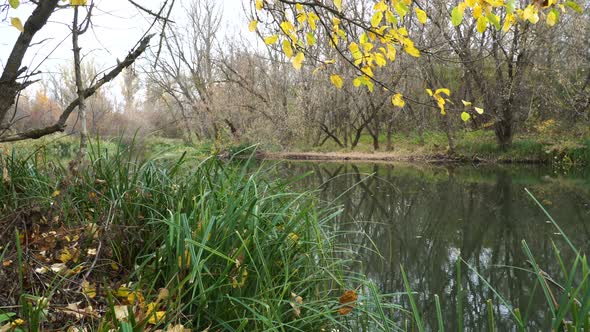 Autumn on River