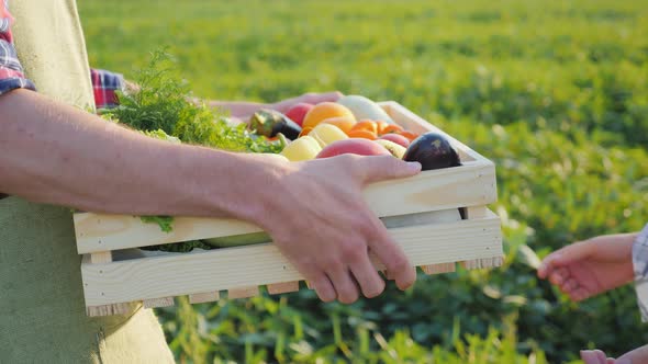 A Worker Carries a Box of Vegetables Along the Field alt