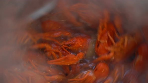 Footage Red Boiled Crawfish Closeup on a Pan. alt