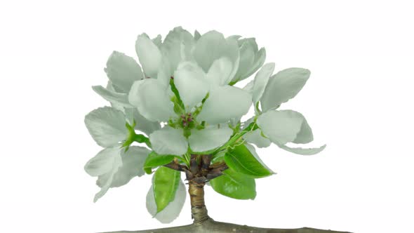 Apple Blossom 4k White Back