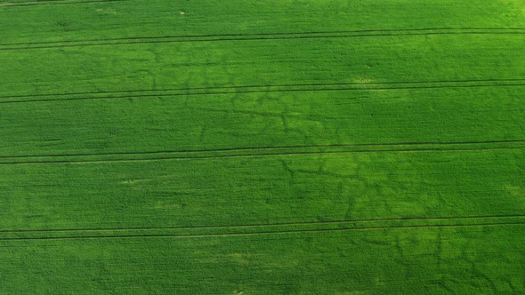 Aerial View of a Green Agriculture Field with Crops alt