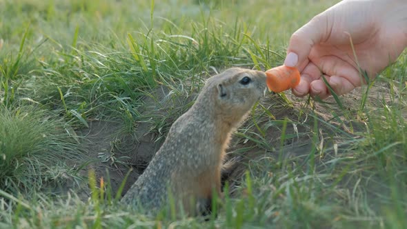 The Gopher Crawls Out of the Hole and Grabs the Carrot From the Woman's Hands