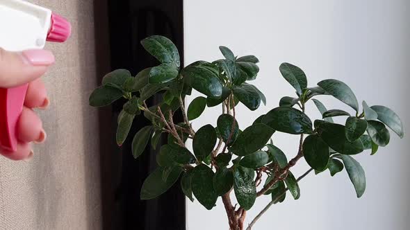 Spray Plant.Woman spraying plant with water from spray bottle alt