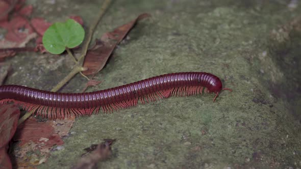 Asian Giant Millipede, Asian Red Millipede crawling on dry leaves, mossy rock at tropical rainforest alt