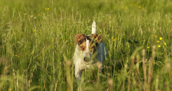 Dog Breed Jack Russell Walk on the Grass in the Park in the Rays of the Sun alt