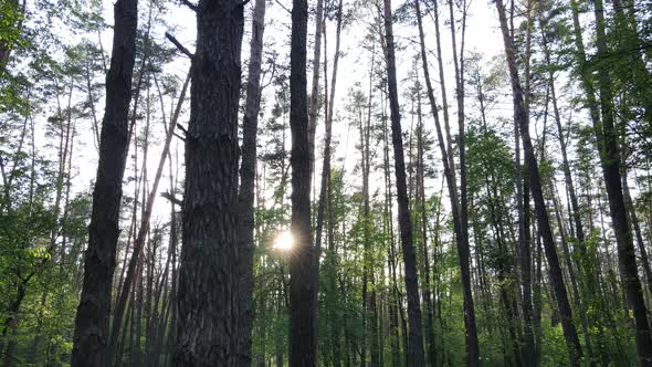Summer Forest with Pine Trees Slow Motion alt