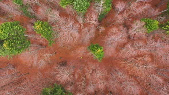 Drone birds eye view tracking shot of two bikers riding with speed through the forest on trails alt