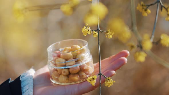 Yellow Cornelian Cherries in a Glass Jar on Hand, Outdoors Nearby Yellow Blossom alt