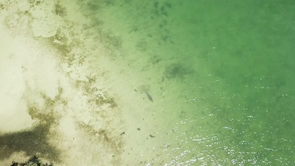 Manatee swimming in clear ocean water in Florida. Endangered species. Aerial view. alt