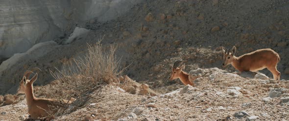 Female ibex and her babies on a cliff