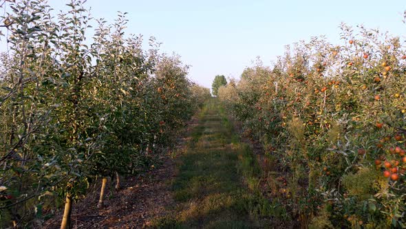 Apple Orchard. Harvest of Apples. Rows of Apple Trees with Many Ripe Fruits, Apples on Them, in the alt