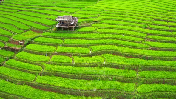 Drone flying over green rice terraces field in countryside alt