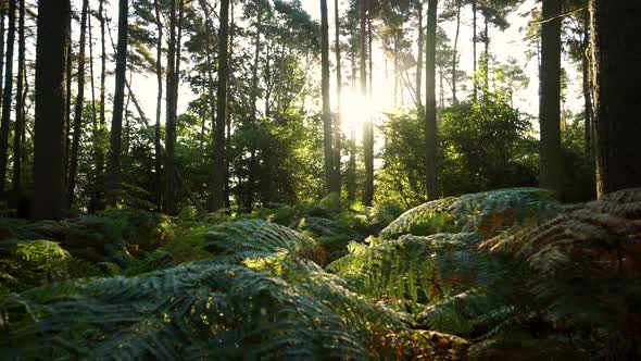 Forest floor at sunrise