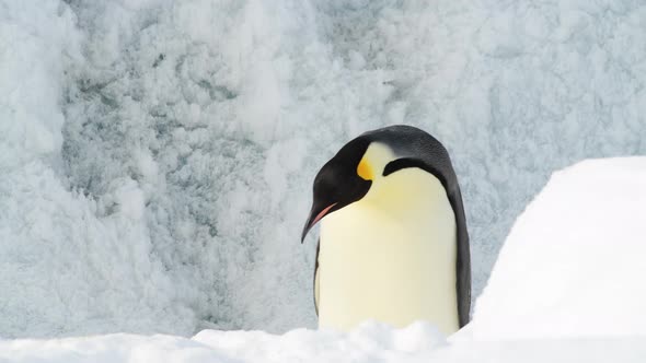 Emperor Penguin on the Snow in Antarctica