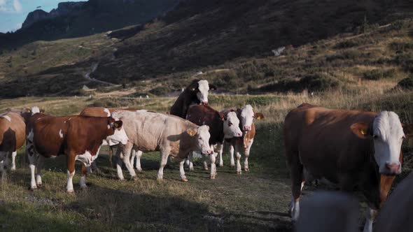 Breeding Cattle on a Field in Val Gardena Italy. Cows Out on Pasture Grazing alt