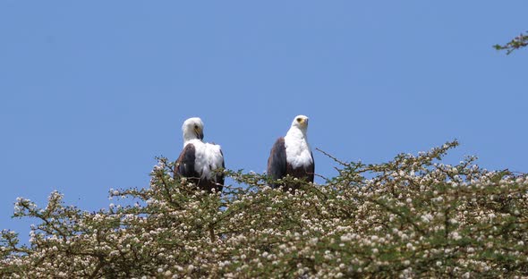 African Fish-Eagle, haliaeetus vocifer, Pair singing at the top of the Tree, Naivasha Lake in Kenya alt