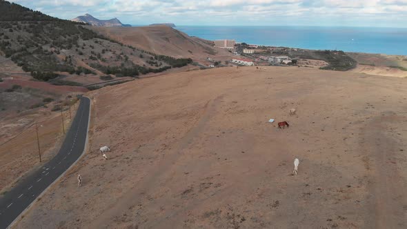 Aerial shot through horses on highland toward Atlantic island beach, Porto Santo alt
