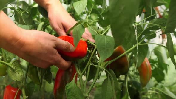 a Young Woman Takes a Closeup of a Large Red Ripe Pepper From a Branch in a Green House alt