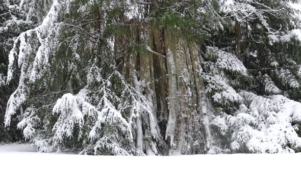 Winter Forest - Old Spruce In Snow Fall alt