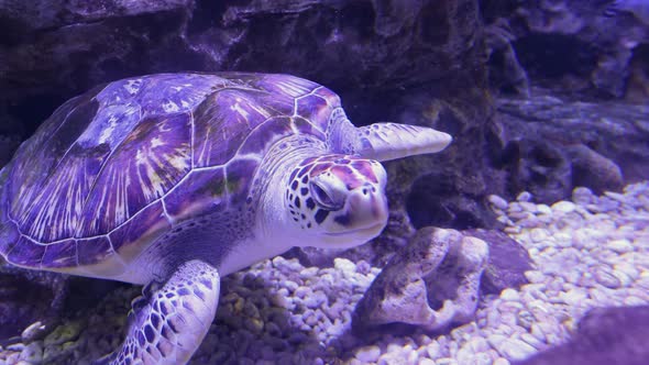 Green sea turtle is swimming in the water.