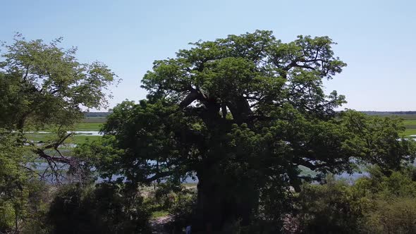 Drone footage of the amazing old baobab with the swamp on the background alt