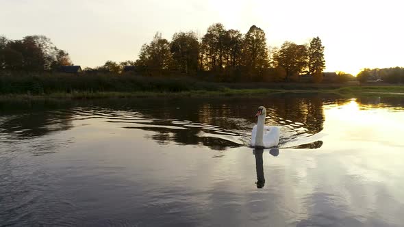 Aerial View of a Swan Swimming on the Lake alt