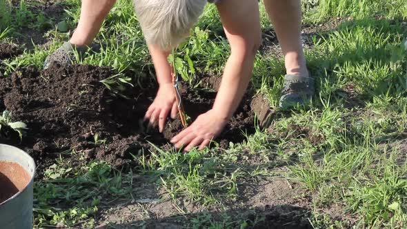 An Elderly Woman in Light Working Uniform Plants Young Juicy Green Grapes in Ground in the Spring alt