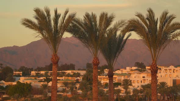 Palm Trees On a Background Of Mountains