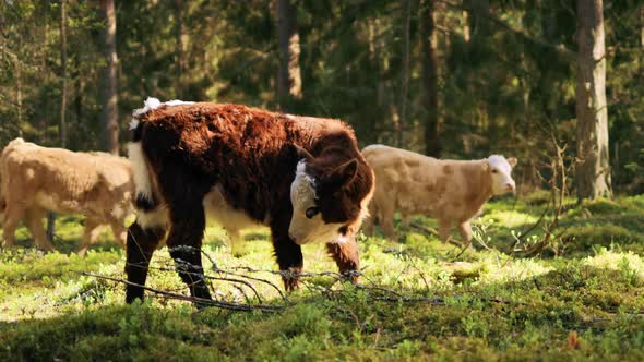 Young Highland Calf Grazing in Forest with Other Cows in Background alt