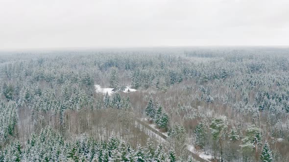 Panning drone shot of a flight over a snow covered and partial green conifer forest with a bright sk alt