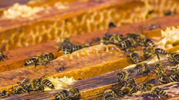 A Lot of Bees Are Busy in the Hive