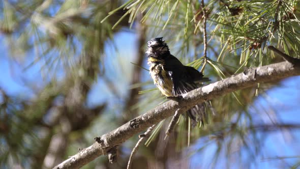 Coal Tit bird on a branch  alt