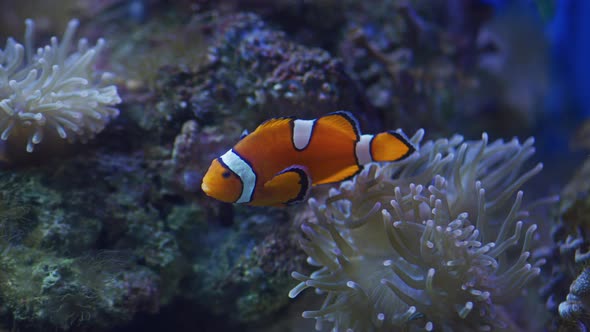 Ocellaris clownfish in the water alt