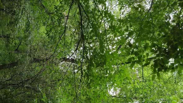 Vertical Video of a Beautiful Forest in Summer alt