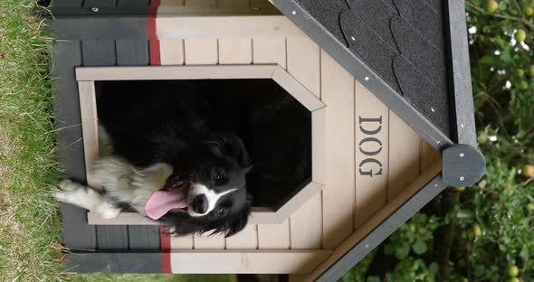 Border Collie Dog in its Dog House, male, Picardy in France, vertical video, Real Time 4K alt