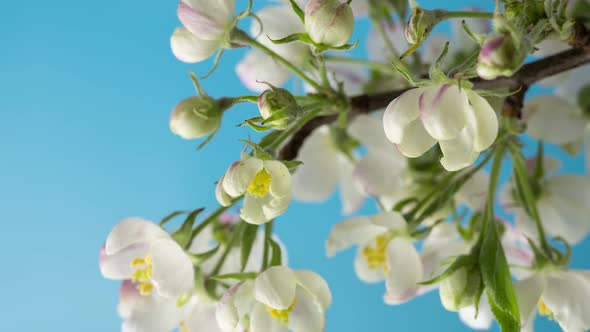 Vertical Time Lapse Footage of White Flower Buds Opening Against Blue Sky