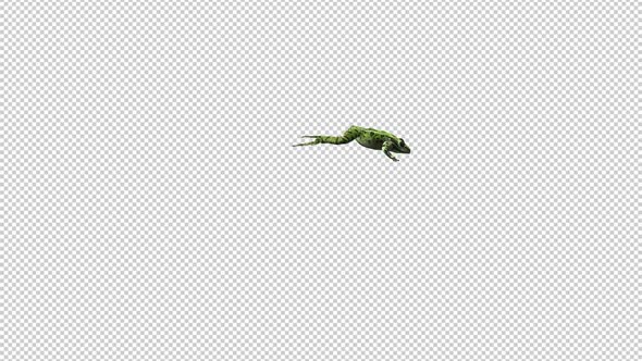 Jumping Frog - Green Leopard - Hopping Transition - Side View LS - Alpha Channel