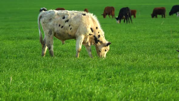 Cows in Field Grazing on Grass and Pasture in Australia on a Farming Ranch alt