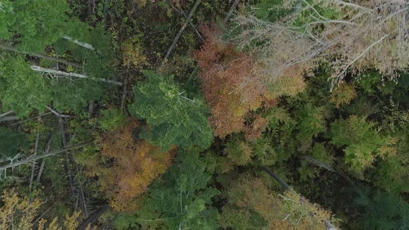 Aerial view over tops of conifers. Broken trees in background. Aerial top down forward alt