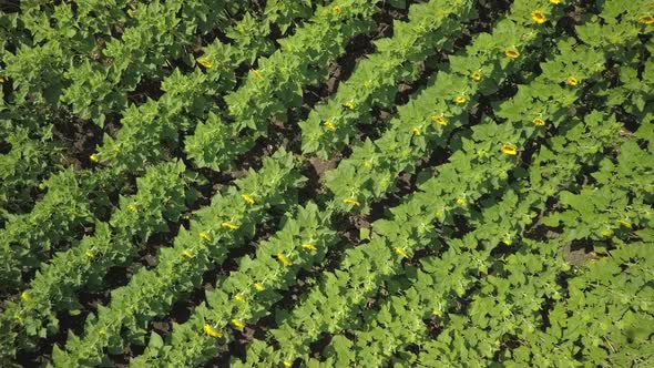Rows of Blooming Plants on Agricultural Field, Aerial View